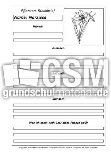 Pflanzensteckbriefvorlage-Narzisse-2-SW.pdf